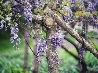 Wisteria branches twisted on log fence