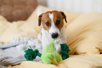 Funny Jack Russell Terrier dog chews a soft toy frog at home on the couch. An active puppy who...