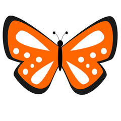 butterfly on white background