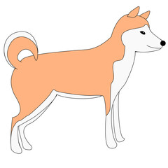 akita shiba inu dog