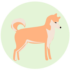 dog shiba inu