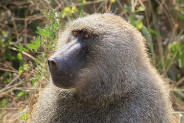 Olive baboon portrait in the wild