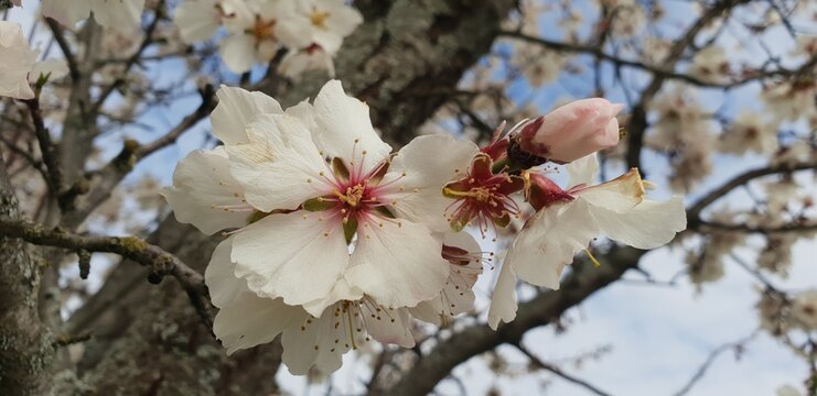 Flores