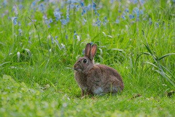 A wild rabbit sits in a green meadow with blue wildflowers, creating a peaceful nature scene. Perfect for wallpapers, Easter cards, and seasonal designs.