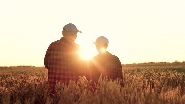 two farmers work sunset wheat field. work farmer agronomist tablet wheat field. farm sunset. business partner deal together. project growing wheat field. Agriculture. engineer agriculture work.