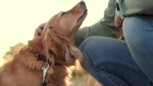 Owner gives snack and strokes adorable cocker spaniel dog walking in park man owner loves and takes care of cocker spaniel dog in spring park man feeds dog in sunset field on country weekend closeup