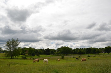 Fototapeta premium horses in field color 