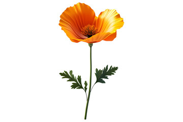 Naklejka premium 3D illustration of a California Poppy flower isolated on transparent background