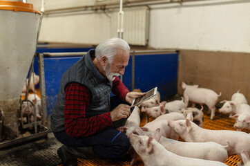 Farmer interacting with piglets in pigpen on farm