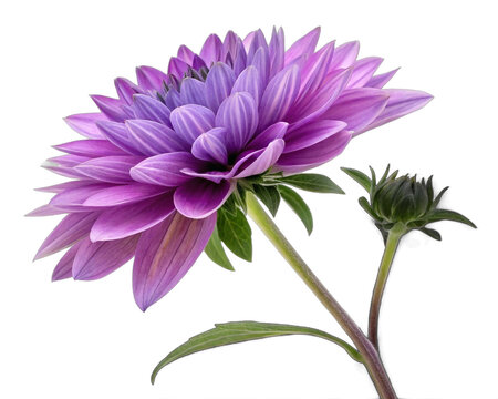 a vibrant purple dahlia flower with a green stem, set against a transparent background - Powered by Adobe