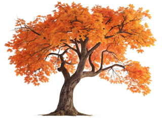 a tree with autumn-colored leaves, casting a shadow on transparent background. The tree appears to be in a desert environment, with sparse vegetation and a clear, sunny sky.