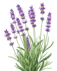 Obraz premium a watercolor illustration of lavender flowers. The flowers have purple blossoms and green stems. transparent background