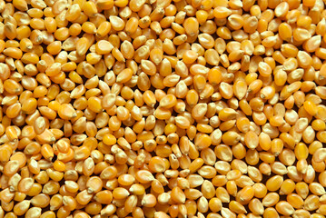 Dry corn grain. Popcorn kernels in close-up. Food texture