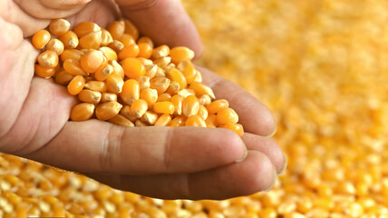 Agriculture corn seeds farmer. Agriculture concept, corn seeds in farmer s hands, food commodity. 