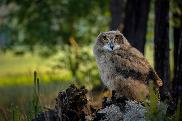 Fluffy owl chick in morning. Beautiful young eurasian eagle owl, Bubo bubo, perched in pine forest,...