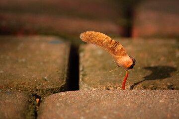 Fototapeta premium Maple seed (samara) germinating between paving stones in spring. Emerging life in an urban environment. Close-up with warm light and shallow depth of field