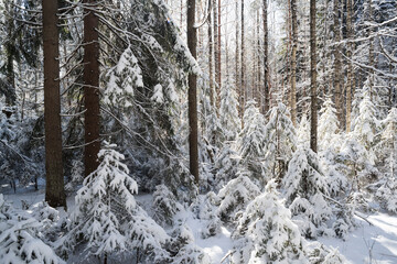 Fototapeta premium Winter forest, young fir trees in the snow, smooth trunks of pine trees and sunlight
