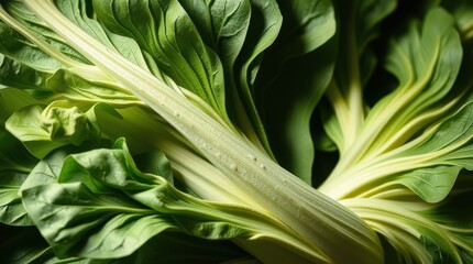 Obraz premium Fresh Green Bok Choy Close-Up with Crisp Leaves and Stems