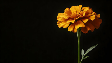 Single orange marigold flower against black background;  perfect for sympathy cards or memorial designs
