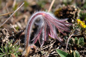 Hairy Pasque Flower Bud (Pulsatilla) in Early Spring