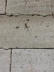 old stone wall 
