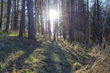 Natural light one spring day at a forest. Sweden. Mars 2025 © Martin of Sweden