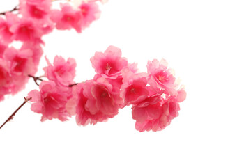 Beautiful artificial flowers for decoration