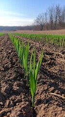Young Wheat Seedlings in a Farm Field