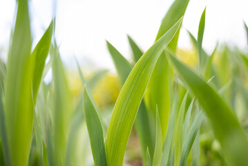 Obraz premium Green leaves spring nature background.