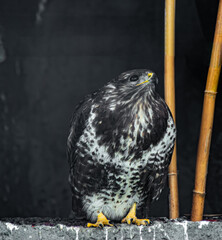 A hawk with dark plumage and piercing yellow eyes perches on a ledge beside dried bamboo stalks