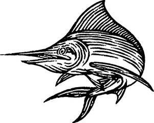 Marlin Fish Jump Hand Drawn Illustration Isolated