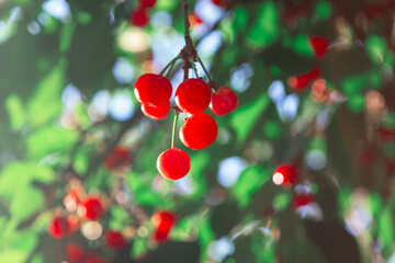 Vibrant red cherries hanging from tree branch, nestled among lush green leaves that frame scene beautifully. Sunlight filters through foliage, accentuating freshness of cherries in summer abundance
