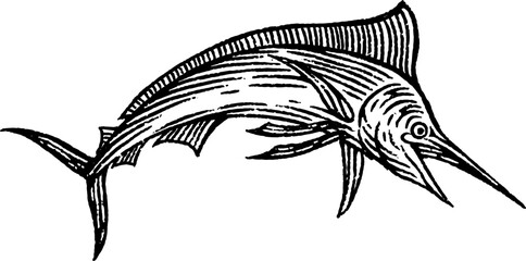 Marlin Fish Jump Hand Drawn Illustration Isolated