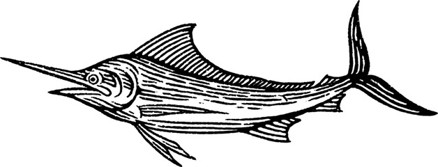 Marlin Fish Hand Drawn Illustration Isolated