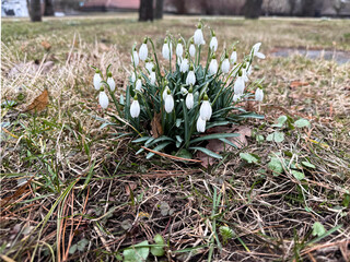 Early spring snowdrops blooming in urban park