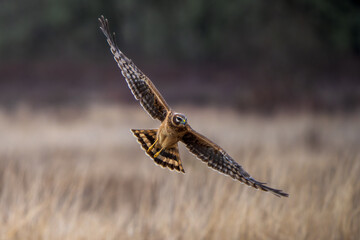 Northern Harrier (Circus hudsonius) hunting over a grassland.