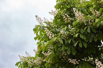 Branch chestnut against the background of lush green leaves, closeup. Flowers of chestnuts tree in spring time. Selective focus, blurred background