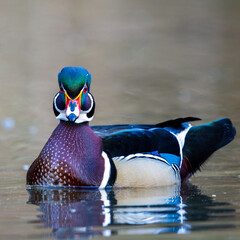 Male Wood Duck (Aix sponsa) during the spring mating season