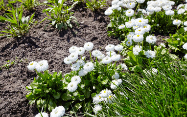 Bellis perennis flowers in open ground. Lush blooming  common garden bellis in city park. Family name Asteraceae, Scientific name Bellis © supersomik