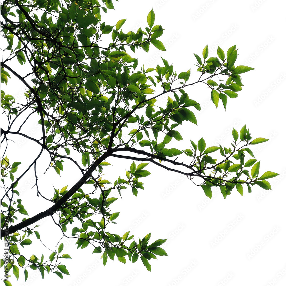 Poster branch adorned with vibrant green leaves against a bright white backdrop in daylight, isolated image
