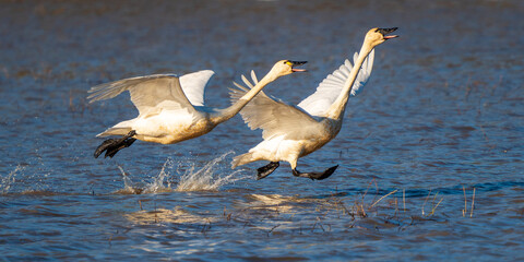 Tundra Swans (Cygnus columbianus) taking off. Finley National Wildlife Refuge, Oregon