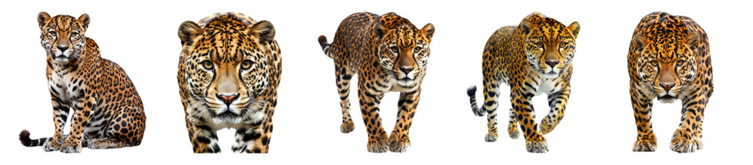 Obraz premium Majestic Leopards in Various Poses Showcasing Natural Beauty, PNG bundle collection, Isolated on Transparent Background