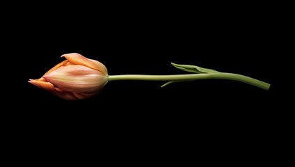 Isolated peach tulip bud on black background