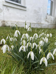 Obraz premium Spring Awakening Snowdrops Blooming in Green Grass. High quality photo