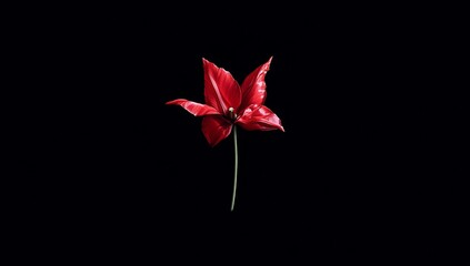 Fototapeta premium Isolated red flower on black background