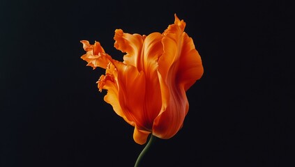 Orange tulip blossom, close-up, black background, studio shot