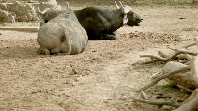 Cape Buffalo Laying Down