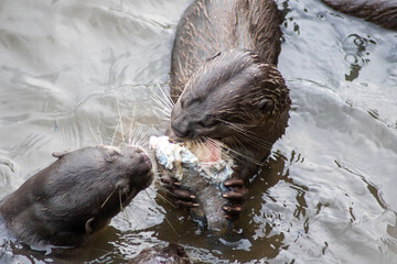 Smooth-coated otters in the Singapore river.