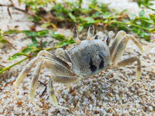 Small crab rest on the beach