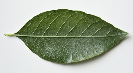 Obraz premium Fresh Green Leaf Isolated on Light Background Showing Texture and Detail Perfect for Nature, Botany, and Eco-Friendly Themes in Design Projects